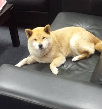 Second Dog Dies From Mystery Illness Nz Herald