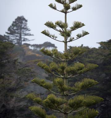 Alien Cones Alight On Norfolk Pines In Stillwater Nz Herald