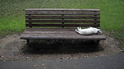 Dangerous Feline Parasite At Shocking Levels In Humans Nz Herald