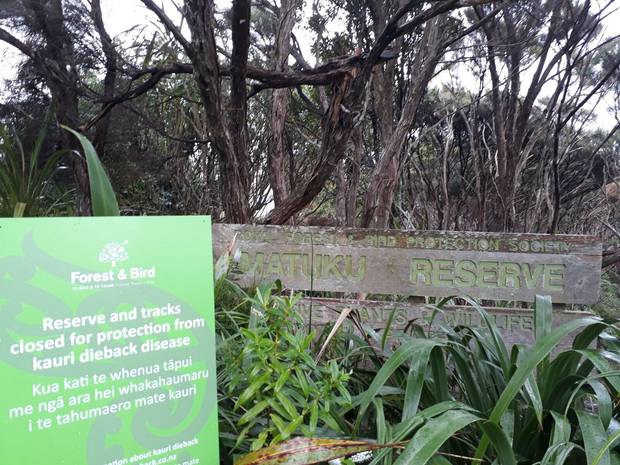 Forest and Bird has closed its seven reserves with healthy kauri trees including Matuku Reserve, above. Photo / Supplied