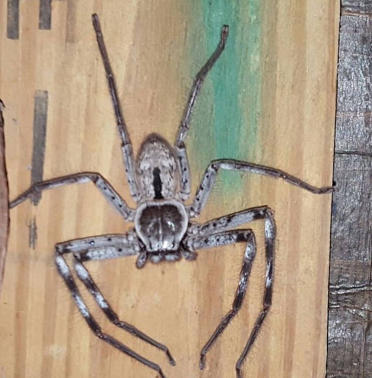 Terrifying Moment A Pest Controller Finds Huge Huntsman Spider And Hundreds Of Her Babies In Australia Nz Herald