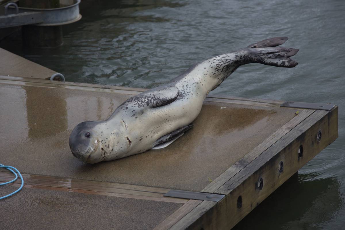 Leopard seal with marks of shark attack visits Whangarei's Town Basin