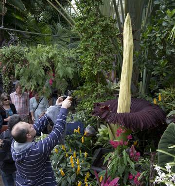 Giant Stinky Corpse Flower Blooms Again Video Nz Herald