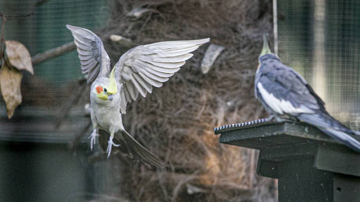 Cornwall Park aviary reopens to the public