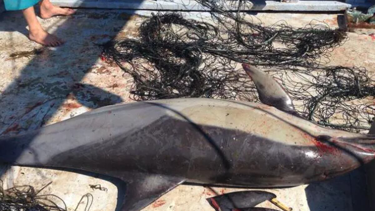 Photo of Die Stadträte von Sydney stimmen dafür, Haifischnetze zu entfernen, nachdem störende Fotos aufgetaucht sind