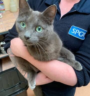 Mother Cat And Kittens Abandoned In Taranaki Spca Calls For