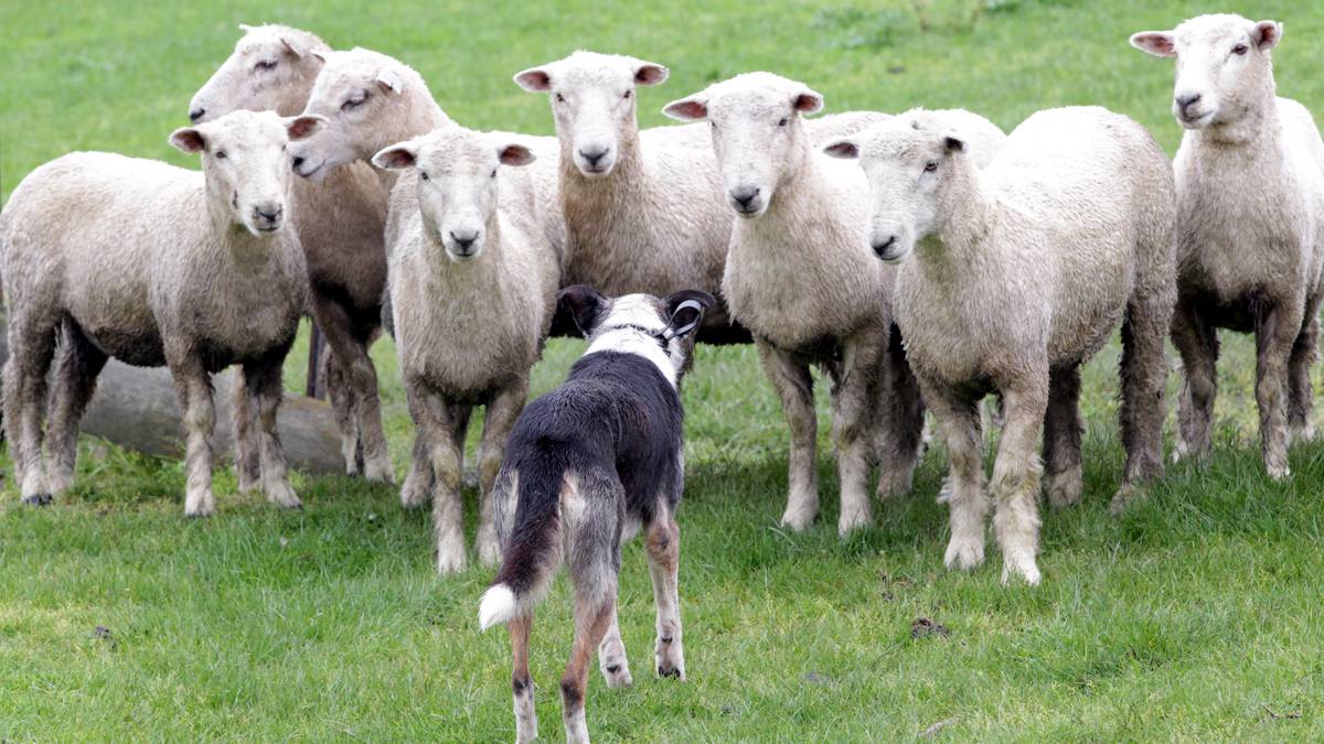 South Island and New Zealand Sheep Dog Trial Championships kick off in South Otago