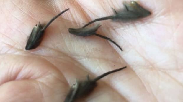 An Auckland man and experts have been left baffled after his mother discovered alien-like looking creatures on her kitchen floor. Photo / Tim Clerke Facebook 