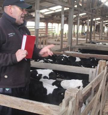 Carrfields Feeder Calf Prices Stay High At Sales Nz Herald