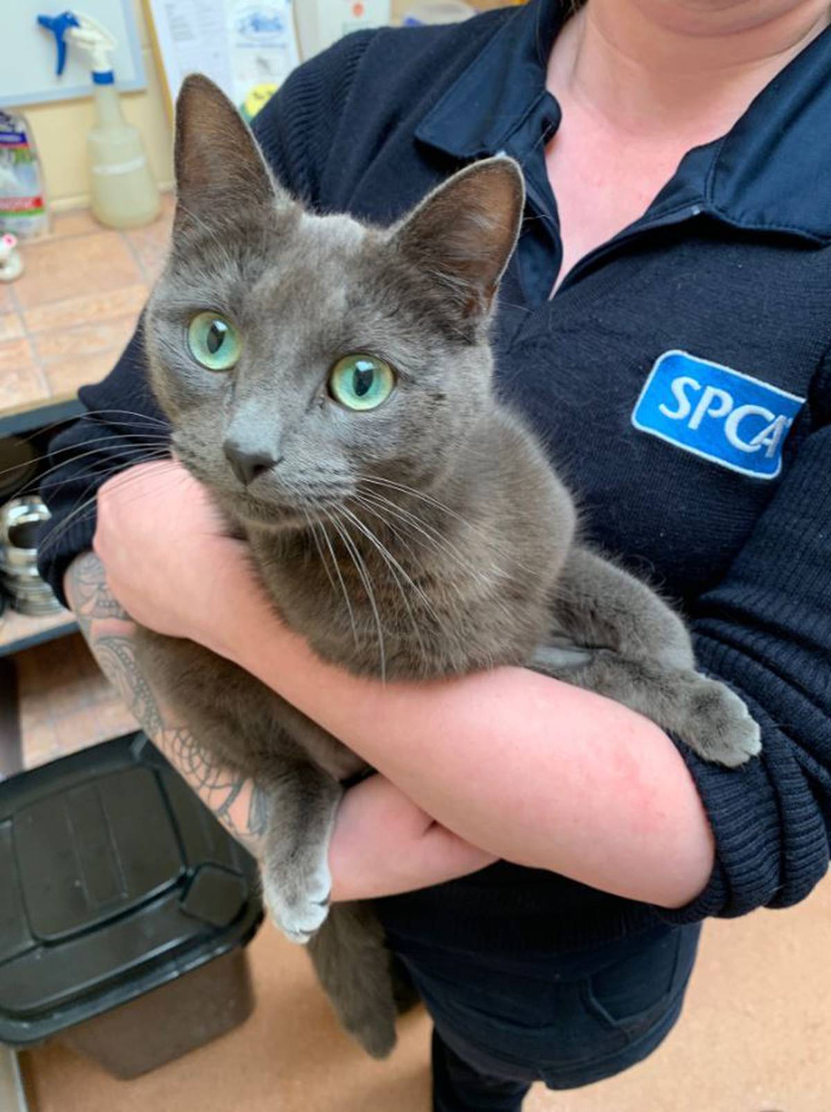 Mother Cat And Kittens Abandoned In Taranaki Spca Calls For Information Nz Herald