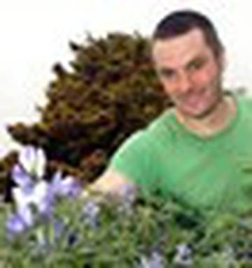 The Back Yard Loopy For Lupins Nz Herald