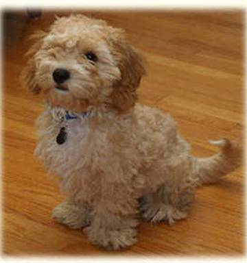 Is The Cava Poo Chon The Perfect Dog Nz Herald