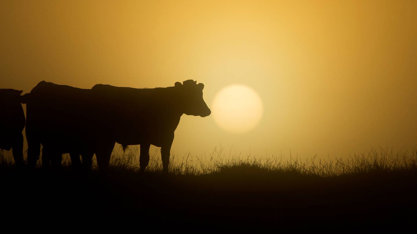 国家领导人克里斯托弗·卢克森（Christopher Luxon）表示，该国需要更好地支持农民，而不是减少畜群规模。 照片/布雷特·菲布斯