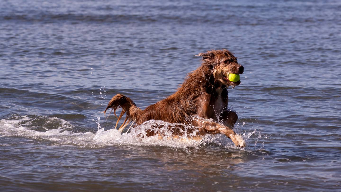 关于夏季是否应该允许狗进入惠灵顿最中心的海滩的问题引起了激烈的争论。 照片/迪恩·珀塞尔