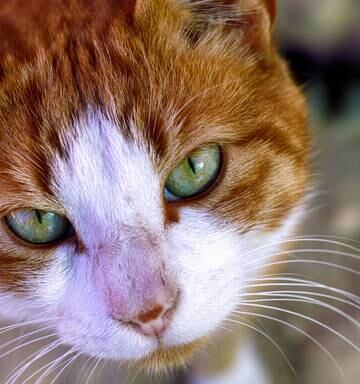 Catty Dread Neglected Cat Grows 1kg Dreadlocks Nz Herald