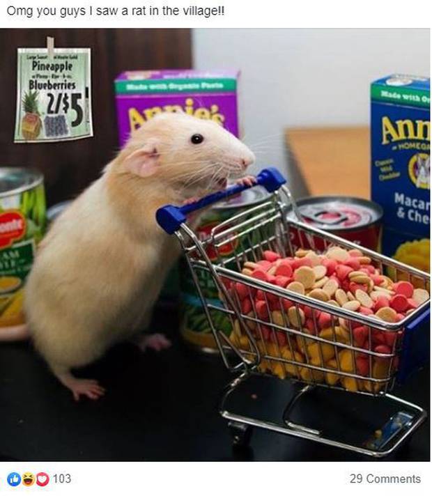 Titirangi Residents Share Hilarious Memes About Cat Sized Rats