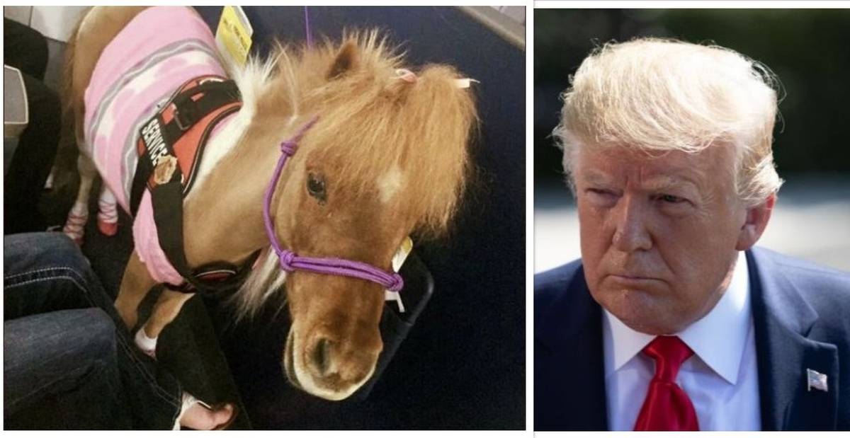 Us Govt Rules Airlines Must Allow Miniature Horses To Fly As