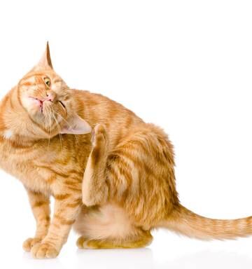 Tenant Wins Payout For Flea Infestation In Pet Free Rental Nz