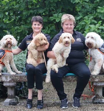 Labradoodles Find Their Niche Nz Herald