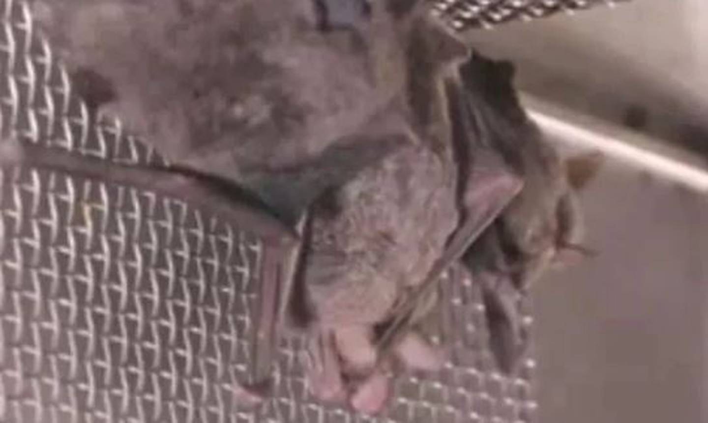 Caged bats inside the Wuhan Institute of Virology. Photo / Supplied