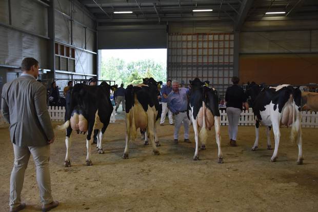 Judge Gordon Fullerton casts his eye over the line-up of cows. Photo / Renae Flett