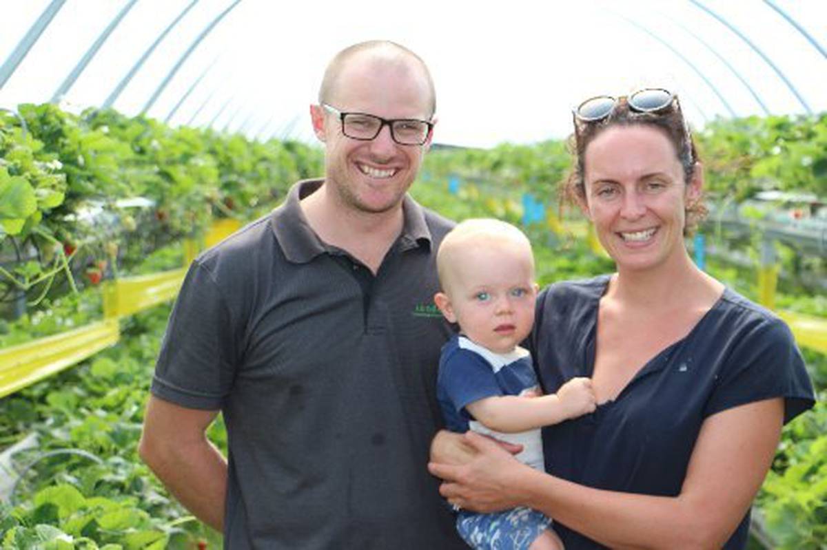 Horowhenua S Lewis Farms Extends Strawberry Supply Nz Herald