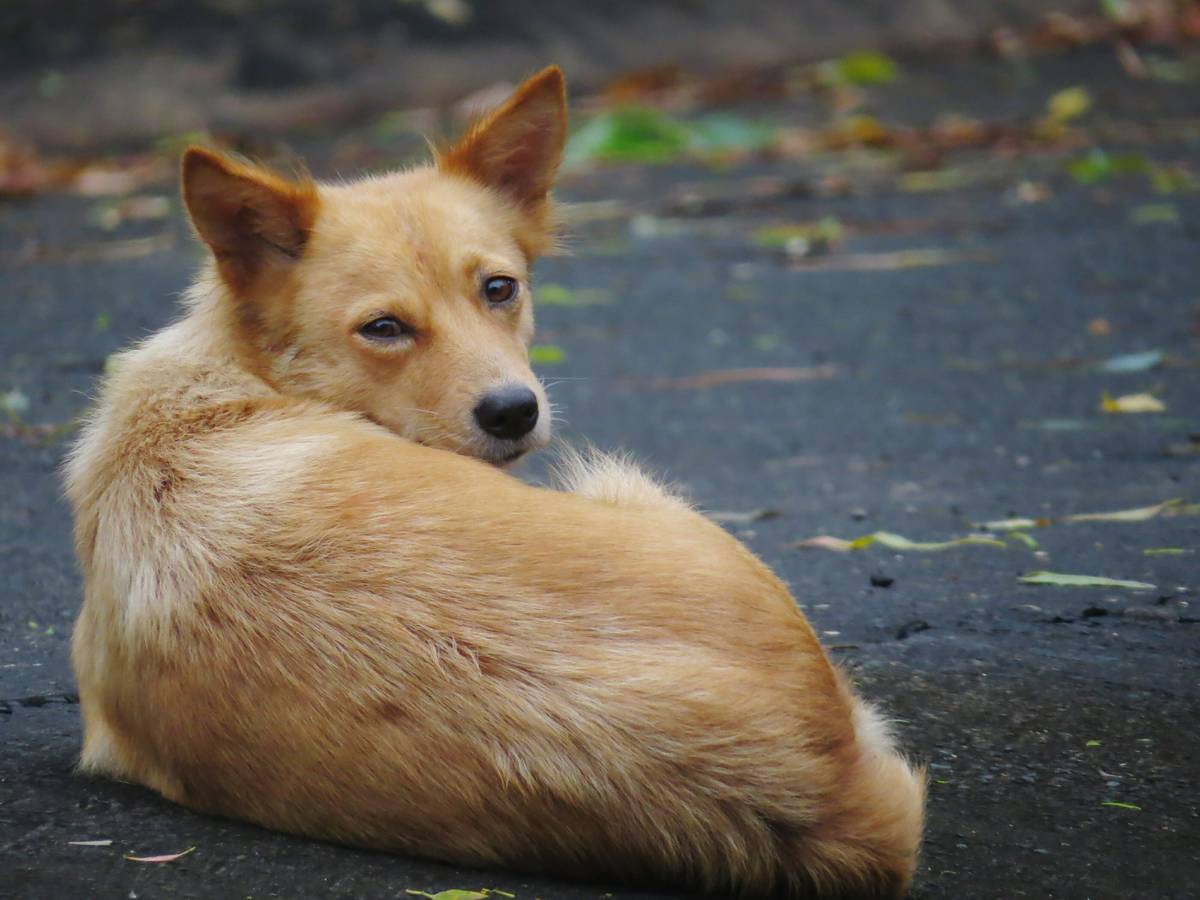 Animals Being Dumped At Mclaren Falls Park Nz Herald