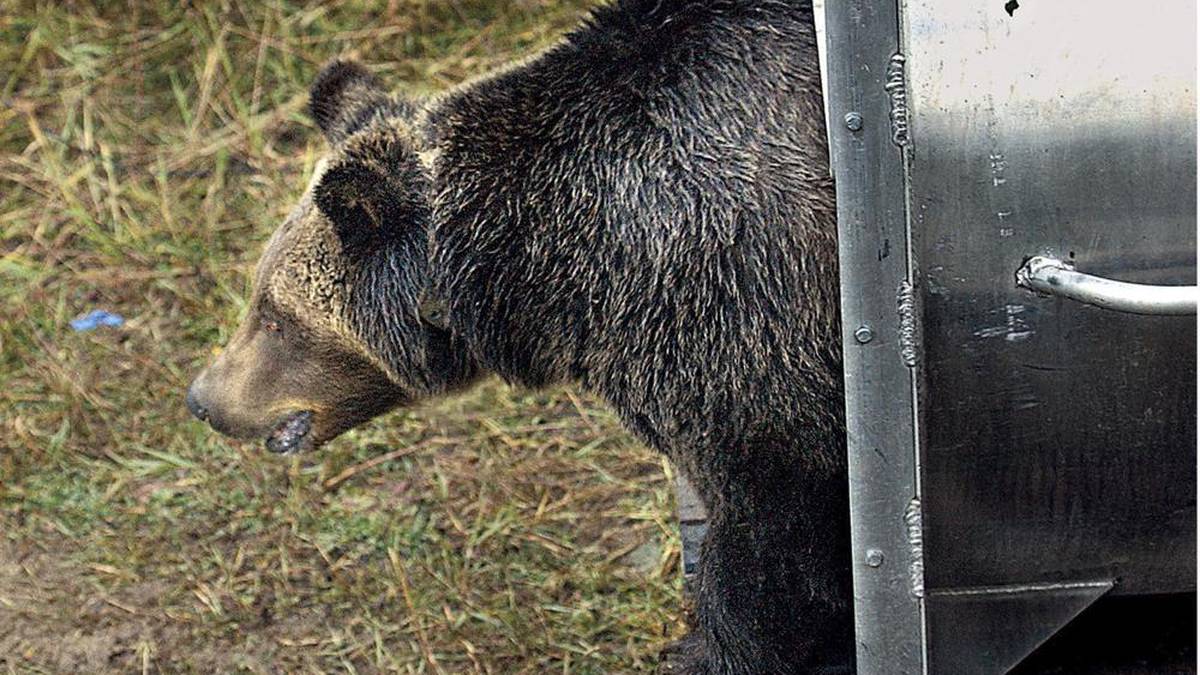 Montana berencana untuk melegalkan perburuan beruang untuk mengekang populasi grizzly