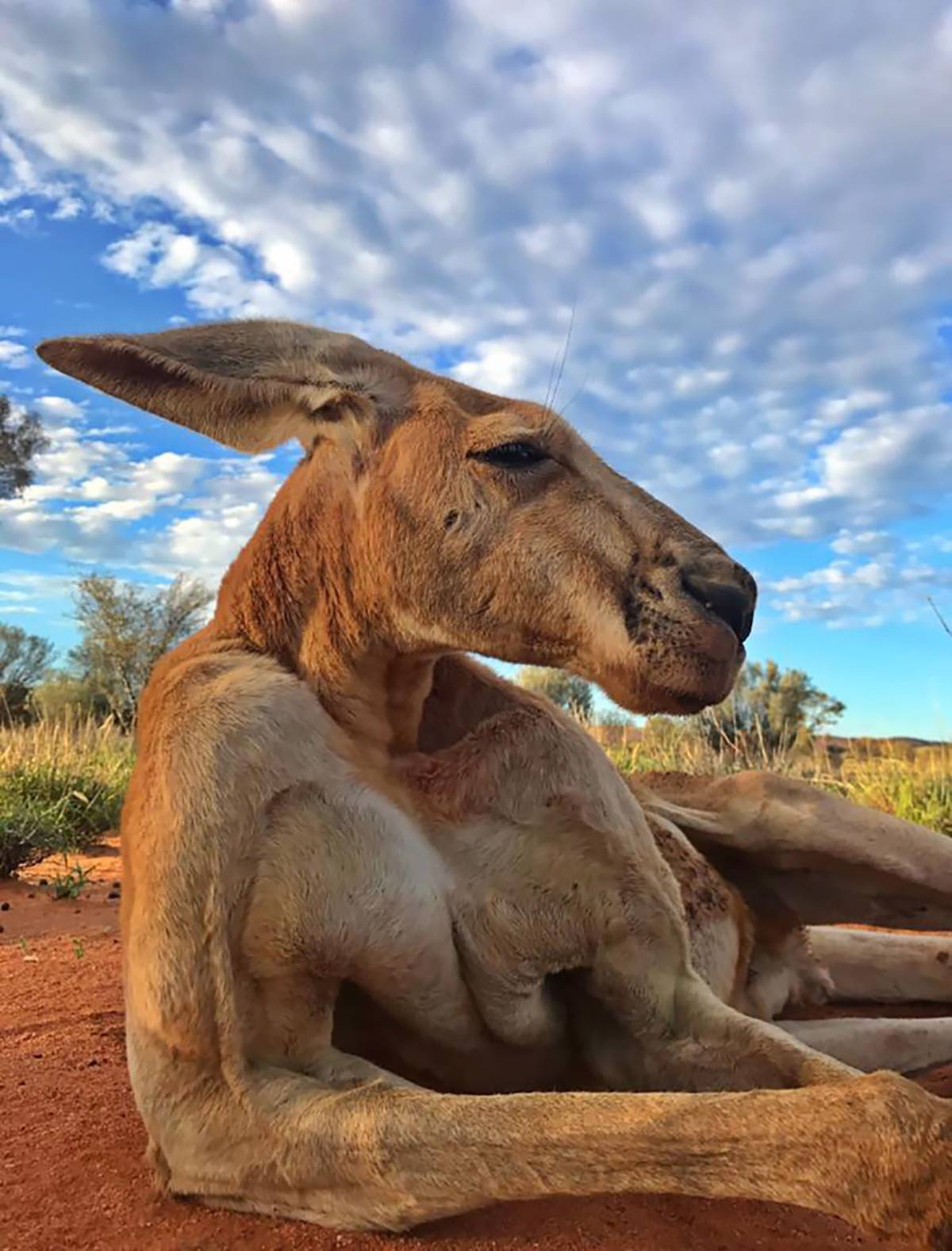 Roger, the famously ripped kangaroo, has died after a 'lovely, long