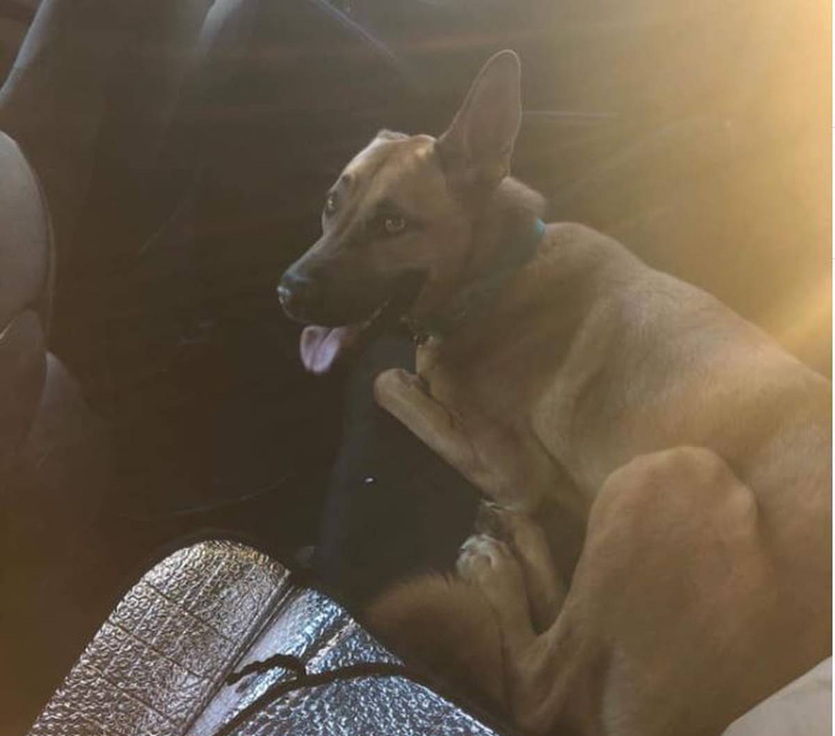 Dog Rescued From Locked Hot Car Plea To Pet Owners From Animal