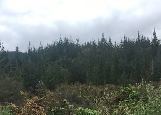 The land where 1.1 million pines were planned to be planted in 2018. The planting was canned because it was too scrubby for forestry. Photo / David Fisher