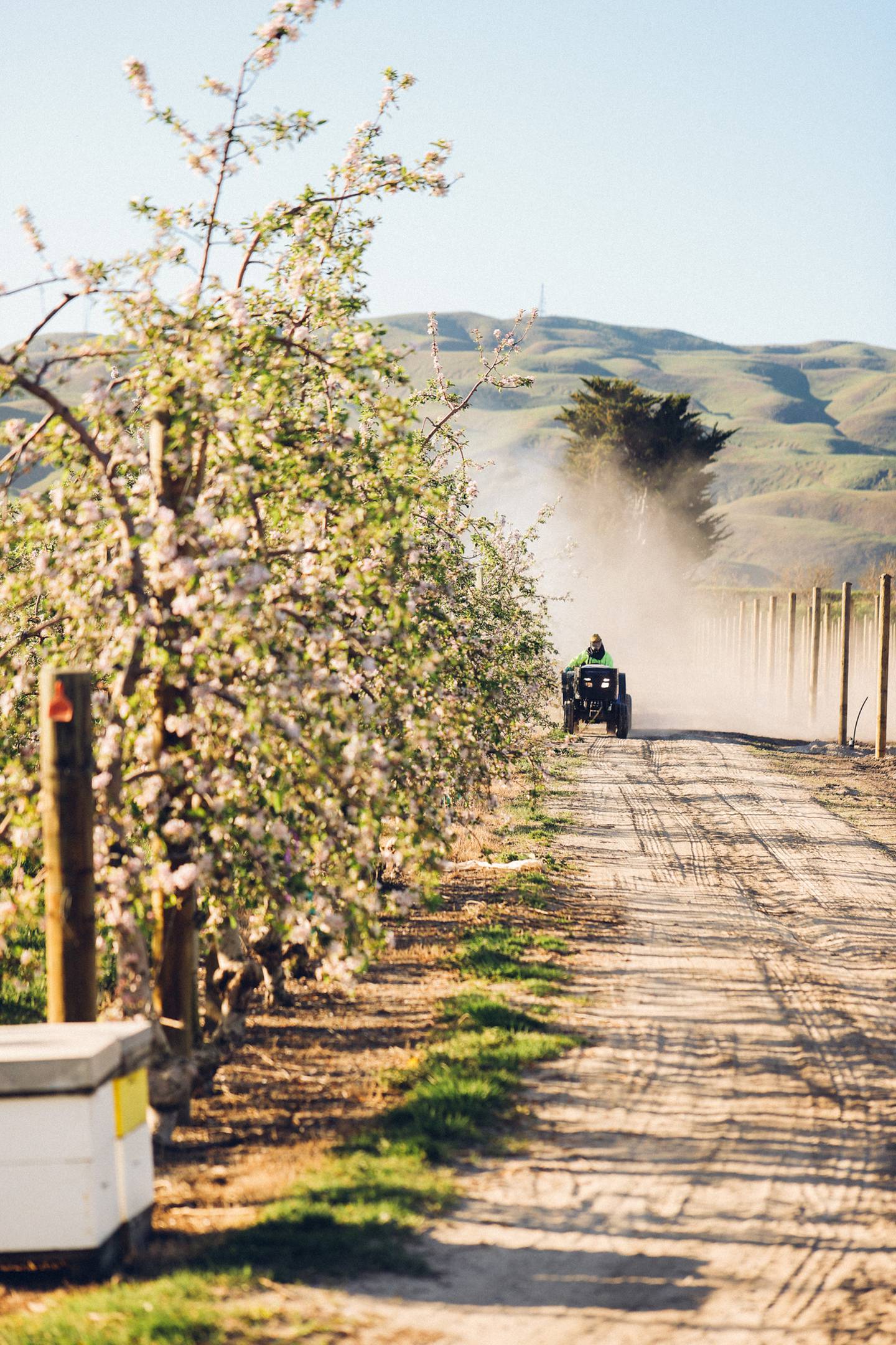 A Rockit apple orchard. Photo / Supplied