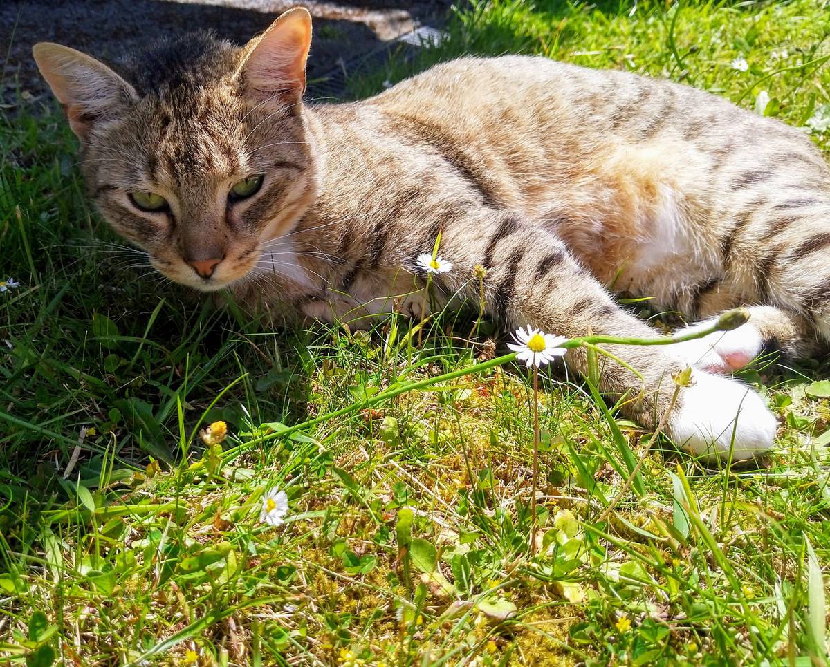 Amputee Cat Who Suffered 30 Hour Leg Trap Ordeal On Spca List Of