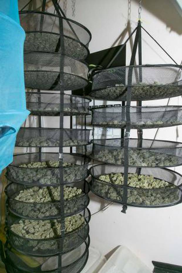 Police Uncover More Than 800 Cannabis Plants In Temuka Drug Bust