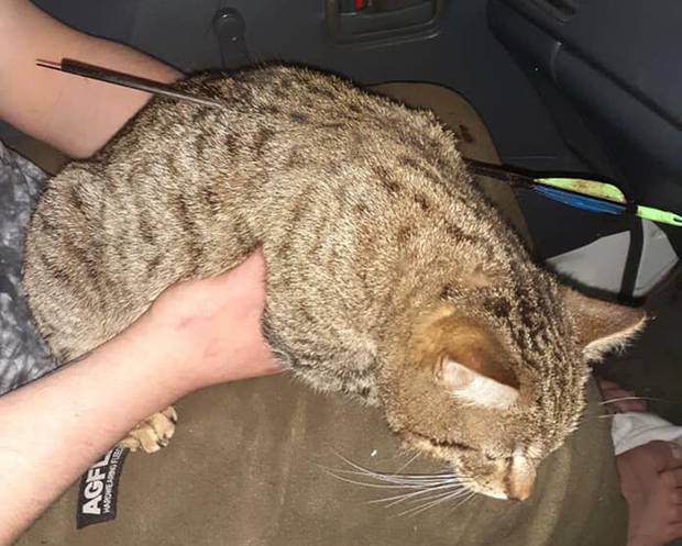 That S My Baby Owner Can T Believe Eyes After Cat Shot By Arrow