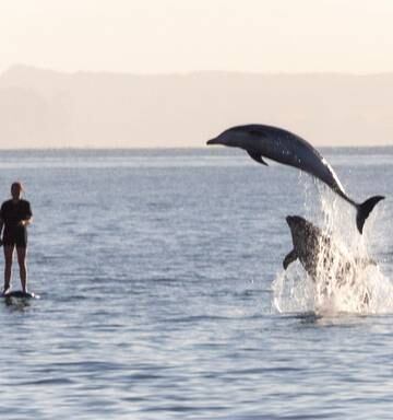 Rare Sighting Of Dolphin Pod Making A Splash At Mairangi Bay