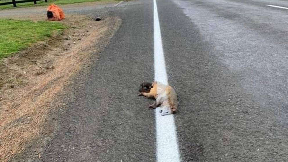 'You had one job': White line painted over possum on Auckland road - NZ ...