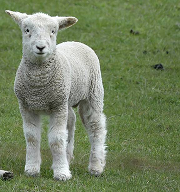 Beef + Lamb NZ new season outlook positive for farmers - NZ Herald