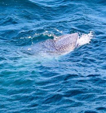 Whale Shark Sighted In Bay Of Islands Nz Herald