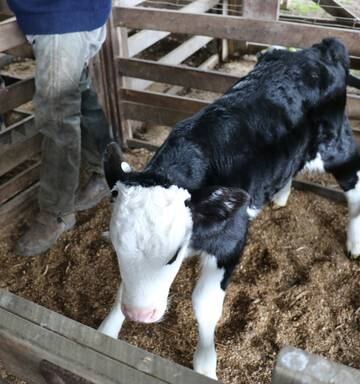 Good Prices In Dannevirke For Top Calves Others Just Given Away