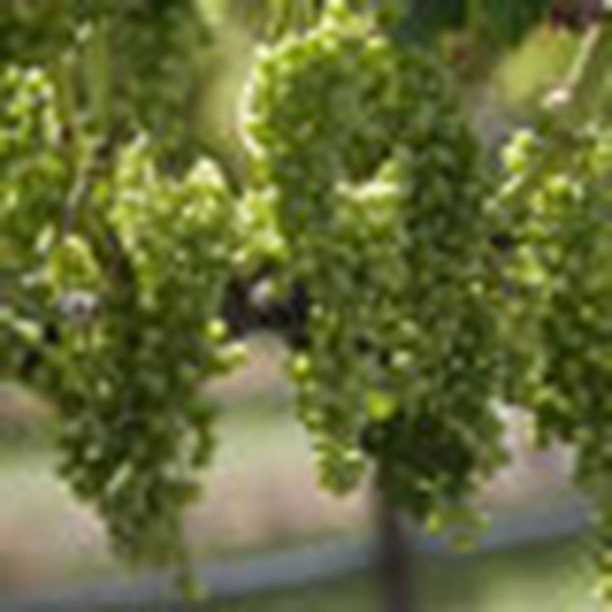 Two Dead One Severely Burned In Australian Winery Explosion Nz Herald