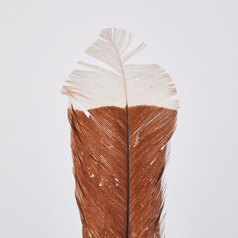 Birds of a feather: Five rare huia feathers expected to get auction prices  soaring - again - on Sunday - NZ Herald