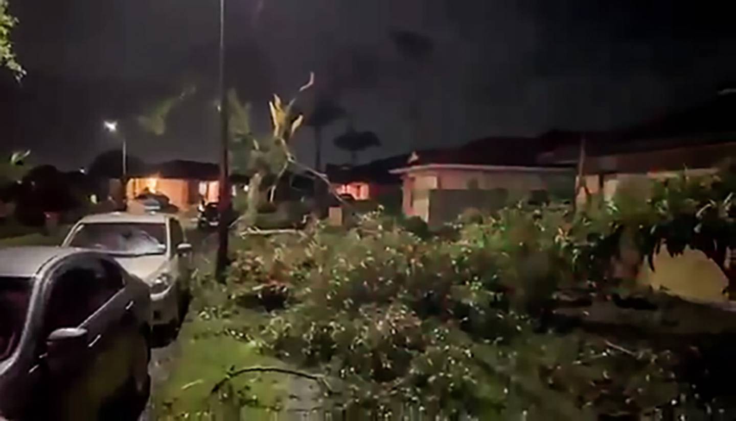 视频截图显示东塔玛基 Chapel Rd 的一棵树被龙卷风摧毁。 照片/ Jatinder Sidhu