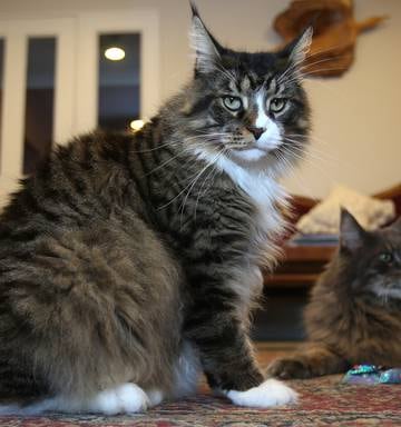 Papamoa Moggy Big In Size And Personality Nz Herald