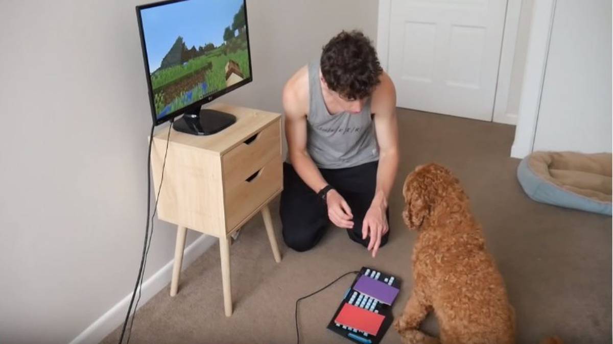 Kiwi Minecraft Playing Dog Video Goes Viral Nz Herald