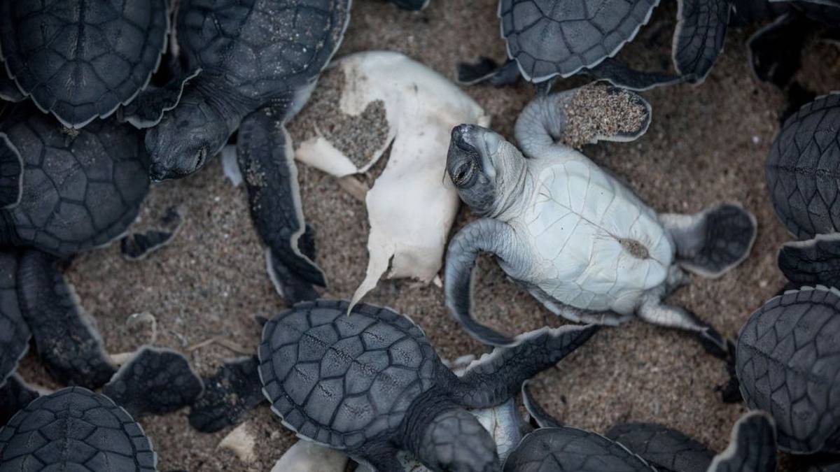 Plastic waste:40 per cent of sea turtle hatchlings killed by pollution - NZ  Herald
