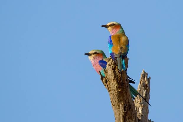 eSwatini boasts stunning wildlife. Photo / Getty Images