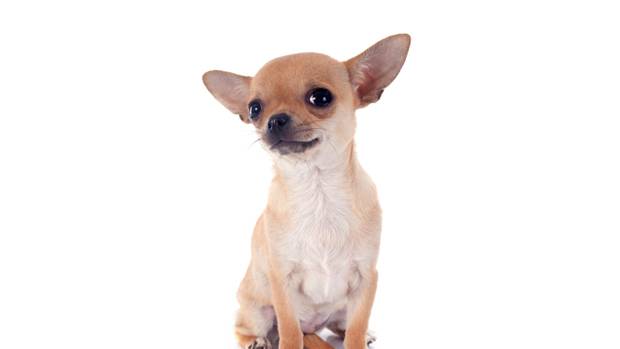 Top 10 Small Dogs Nz Herald