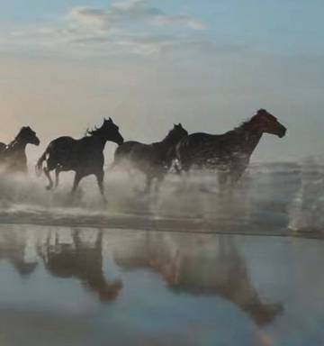 Nz Horses Dyed For British Advert Nz Herald