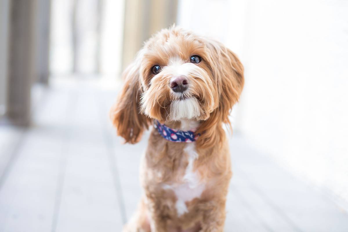 Five Things You Need To Know About Cavoodles Nz Herald